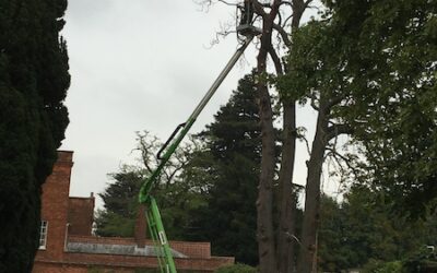 Goodbye a Horse chestnut tree