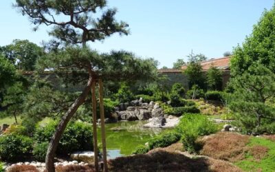 Japanese Garden Designer